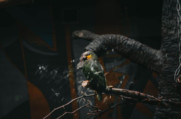 ¿Qué tipo de enriquecimiento necesita un gato que vive en un apartamento?